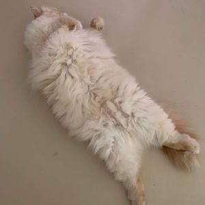 Meet your Posher, Cora